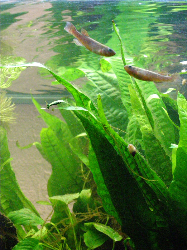 Mon futur aquarium spécifique killies - Page 3 P2294539%20copy