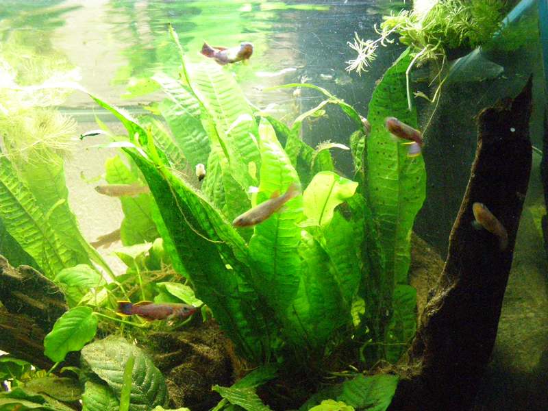 Mon futur aquarium spécifique killies - Page 3 P2294549%20copy