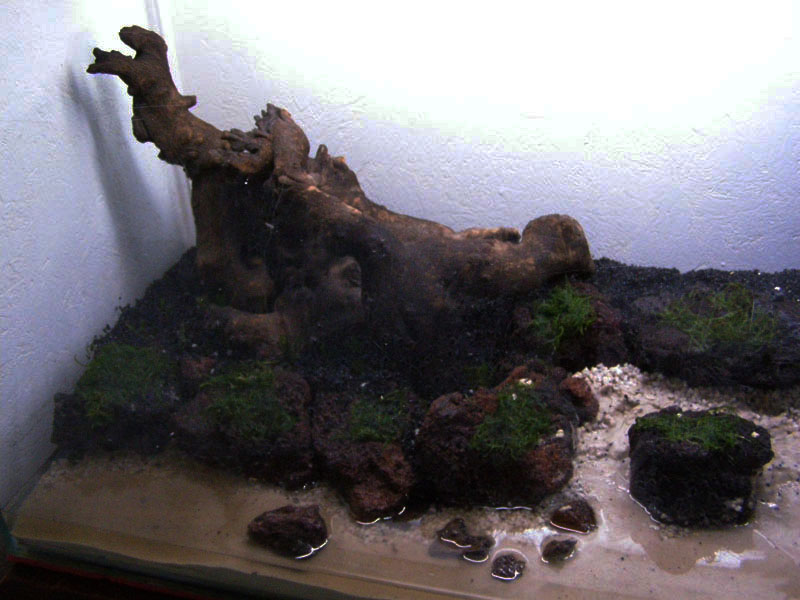 Mon futur aquarium spécifique killies - Page 3 P5133493