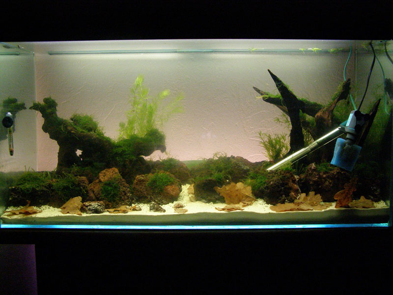 Mon futur aquarium spécifique killies - Page 3 P5223534