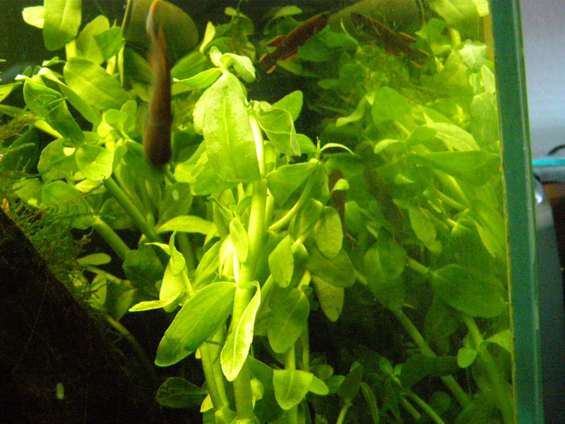 Mon futur aquarium spécifique killies - Page 3 P7083716