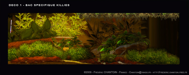 Mon futur aquarium spécifique killies Deco1_Bac_Killies