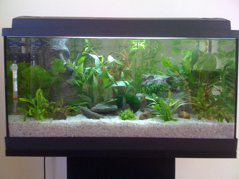 Remise en route de mon aquarium. Aquarium002