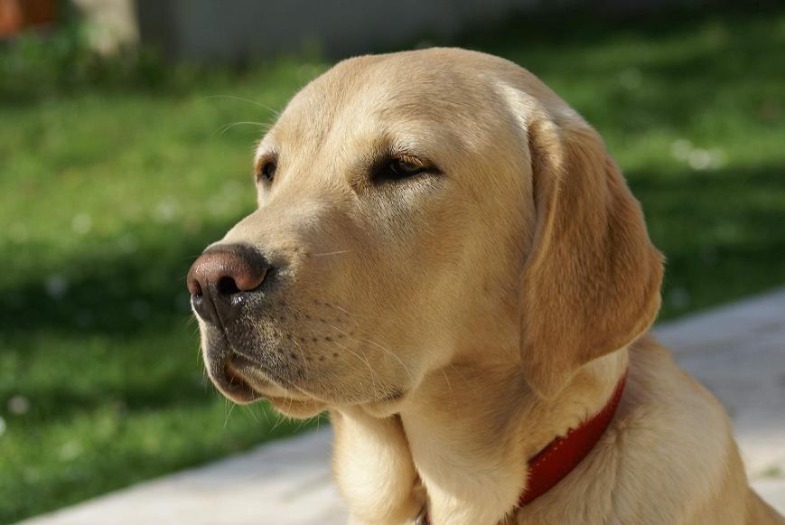 [VDS] Chiots Labrador Jaune. Chien01