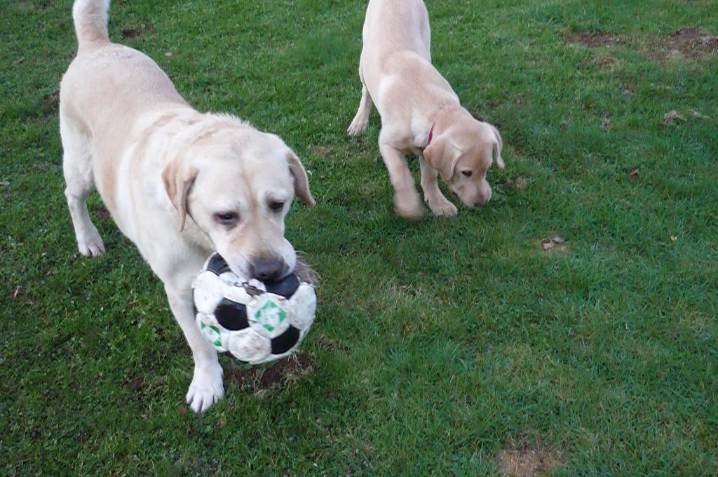 [VDS] Chiots Labrador Jaune. Chien02