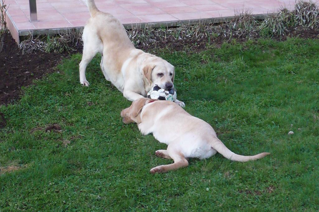 [VDS] Chiots Labrador Jaune. Chien03