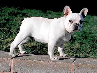 Francuski buldog French_bulldog1