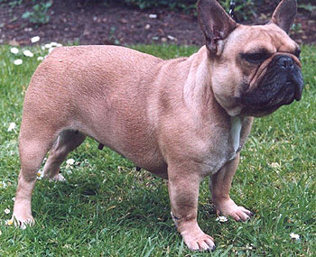 Francuski buldog French_bulldog2