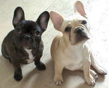 Francuski buldog French_bulldog3