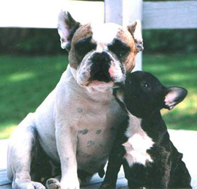 Francuski buldog French_bulldog4