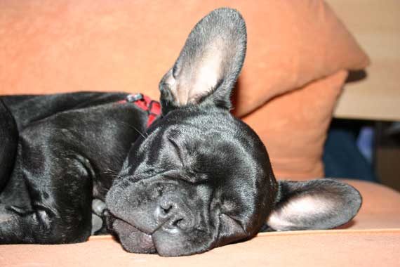 Francuski buldog Frenchbulldog1