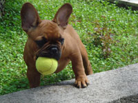 Francuski buldog Frenchbulldog2