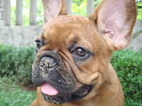 Francuski buldog Frenchbulldog3