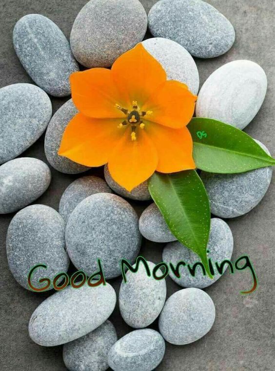 Good Morning - "Frenz 4 Ever" - Page 33 Good-Morning-Beautiful-Flowers-1