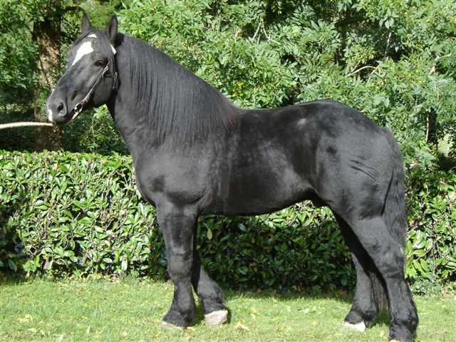 LE PERCHERON L11fip7z