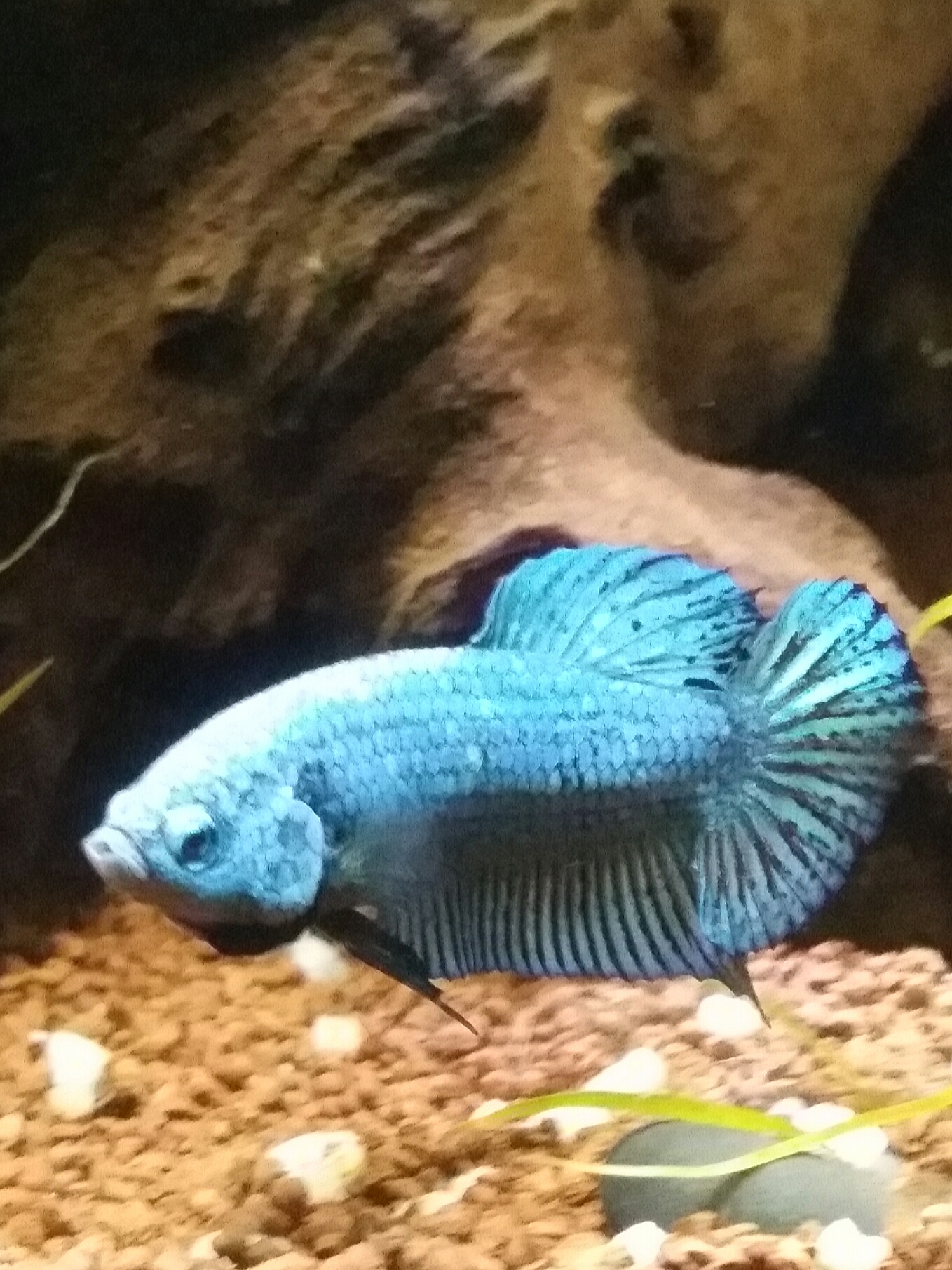 Ryūjin, presque  mon 1er betta ^^ G7w9ns6b