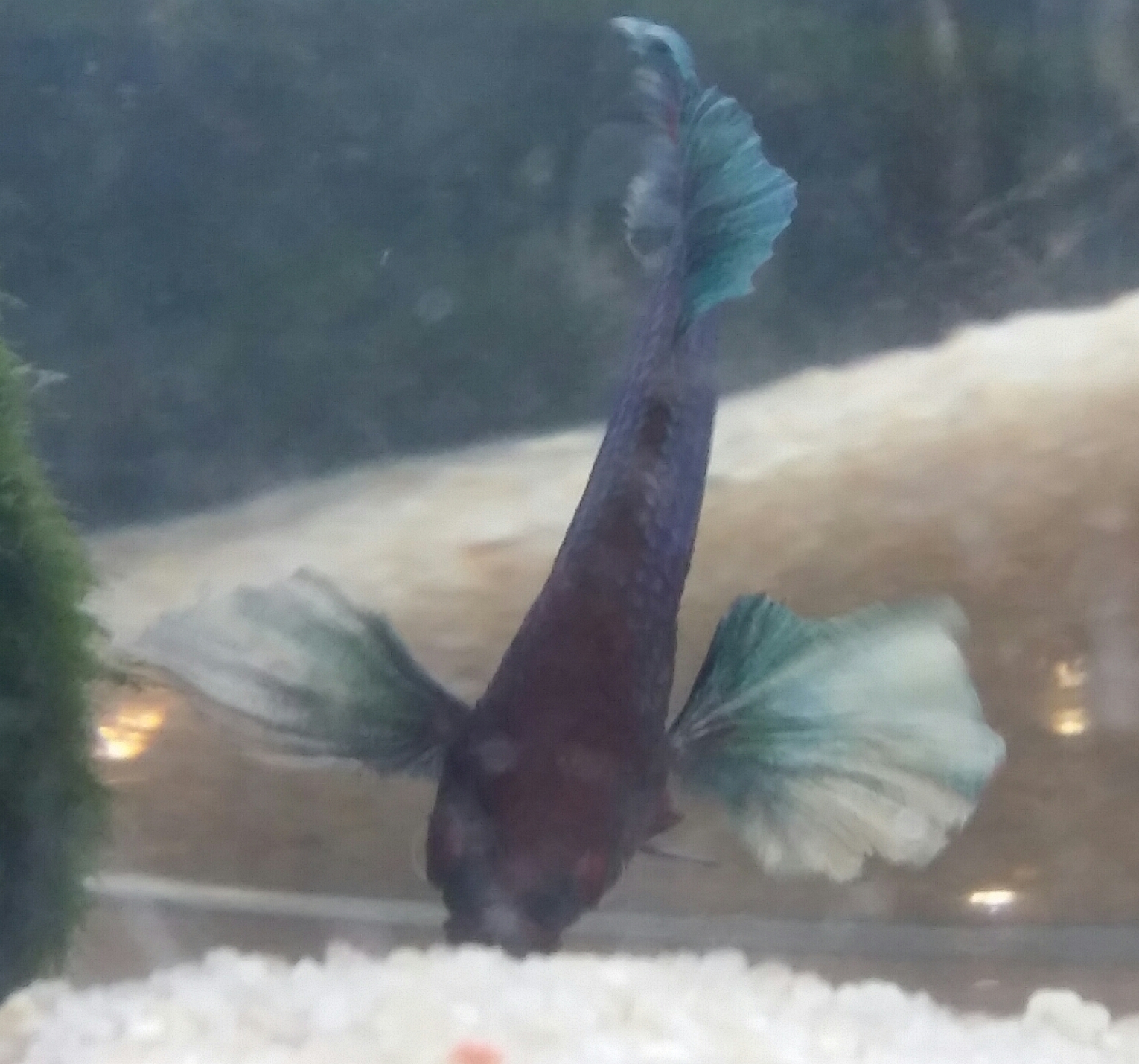 betta elephant ?? 4wdiqssq