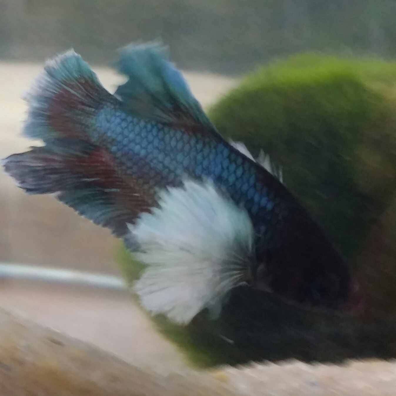 betta elephant ?? Xlibwov7