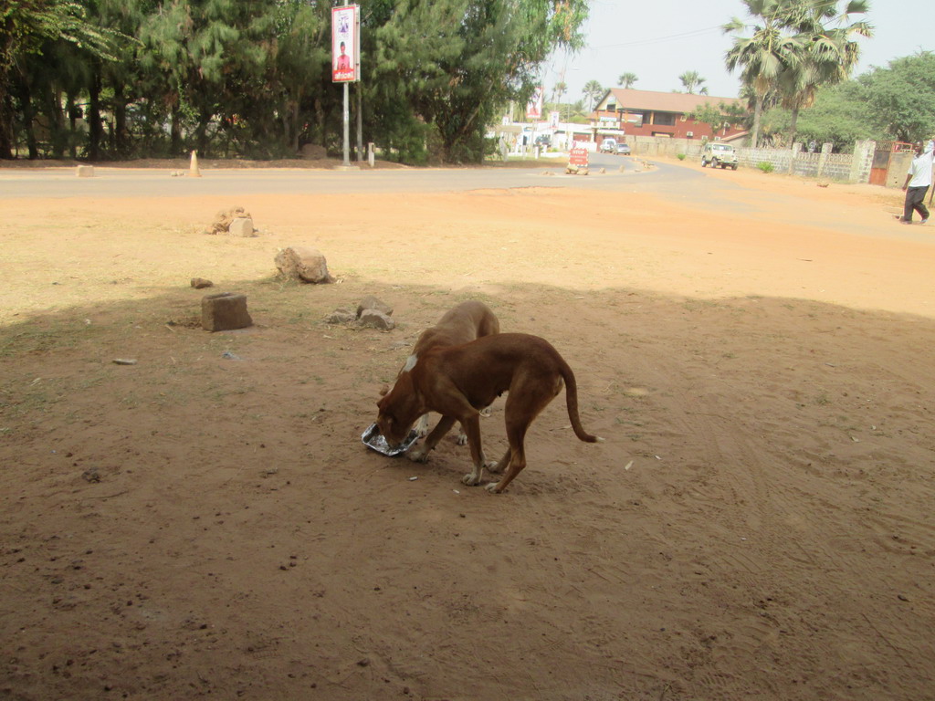 Urlaub Gambia 2016 - Seite 7 8ll5zcia