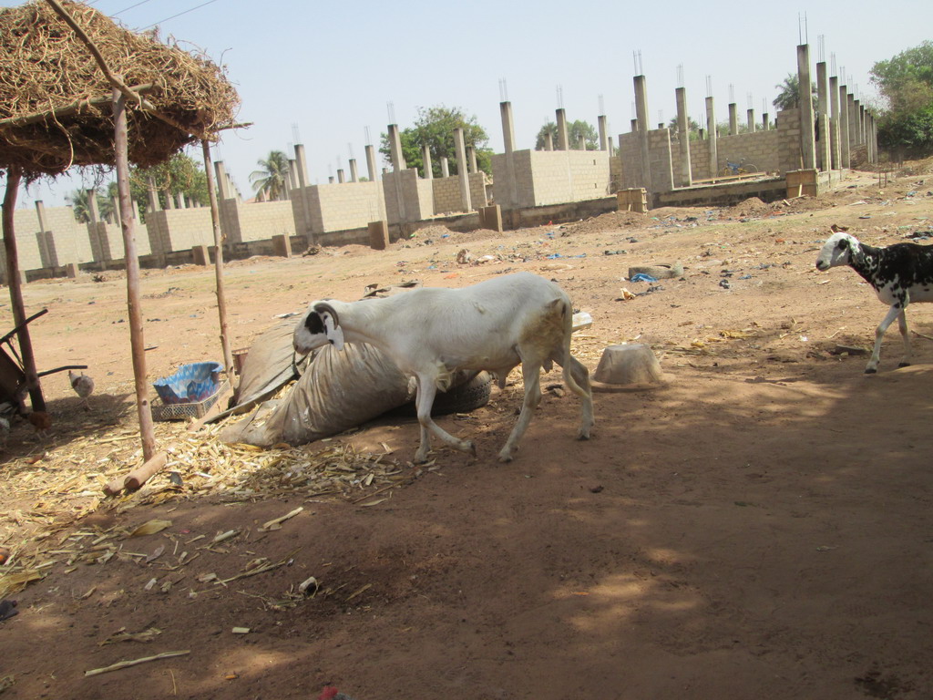 Urlaub Gambia 2016 - Seite 4 H9k82kqz