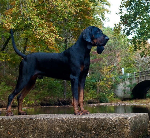 Des infos sur les B&T coonhound et les rouges du Hanovre ? Bch7j48e