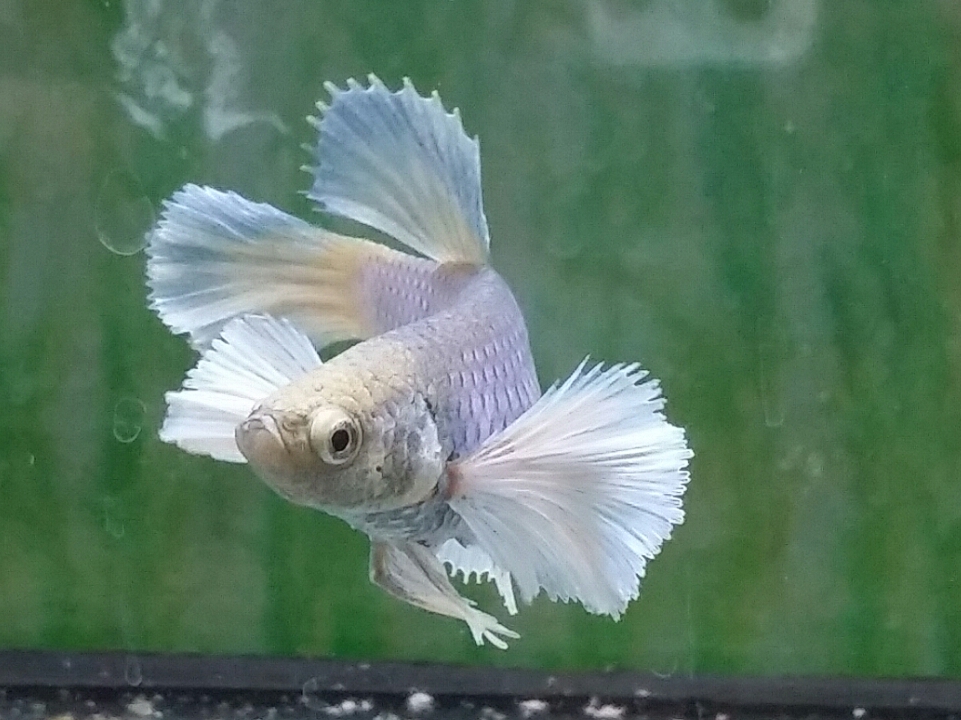 couleur betta big ears  I9qukdue