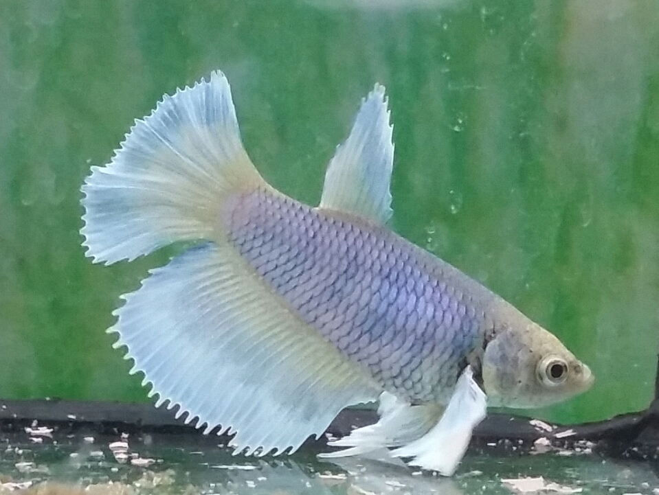 couleur betta big ears  Yi5e43oa