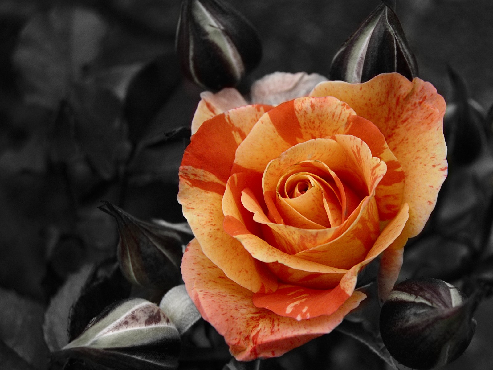 خلفيات دمااااار NATURE-YARBYetAnotherRoseBackground_1600x1200