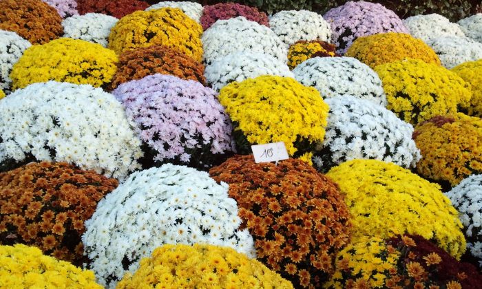 Exemple d'Arnaque des Grandes Surfaces : Chrysanthème pour la Toussaint Chrys5