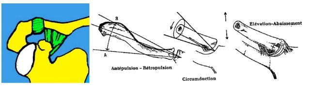 Diastasis acromio-claviculaire / Sub-luxation acromio-claviculaire Clavicule1