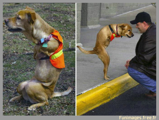 quelques preuves que la nature est encore présente Funimages.free.fr%20chien%20deux%20pattes%206