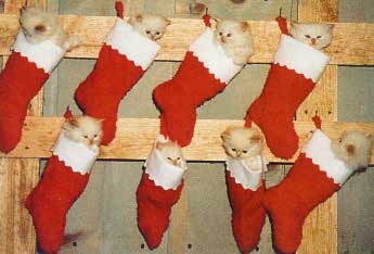    funny sohbanet -    Christmaskittens