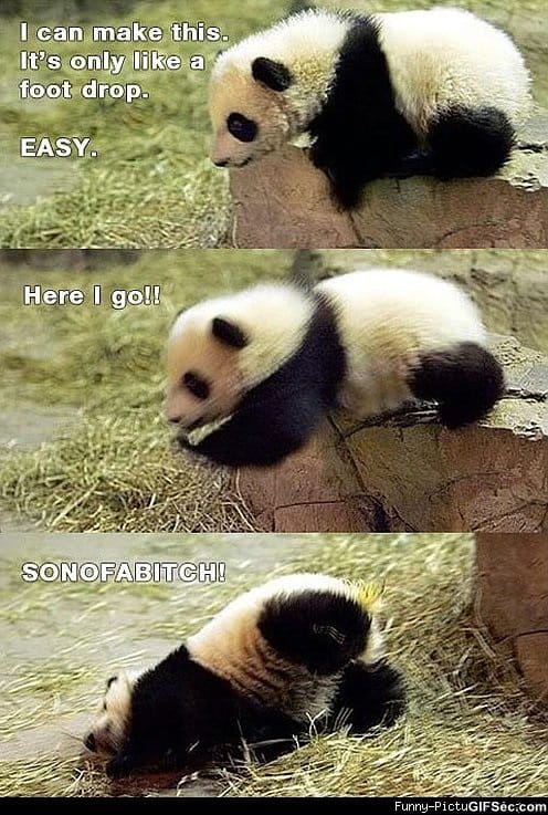 Post Funny Stuff - Page 3 Funny_panda