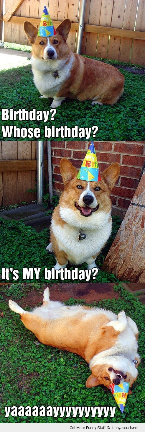HAPPY BIRTHDAY RC!!!!!!! Funny-happy-birthday-happy-dog-hat-pics