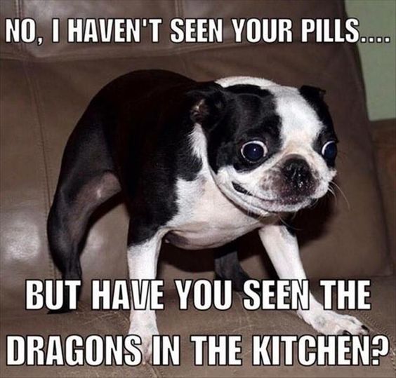 NO, I HAVEN'T SEEN YOUR PILLS.... Funny-dogs-animals-pills-captions-pictures-pics