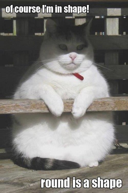 of course I'm in shape Round-shape-funny-diet-fat-chubby-cats-pictures