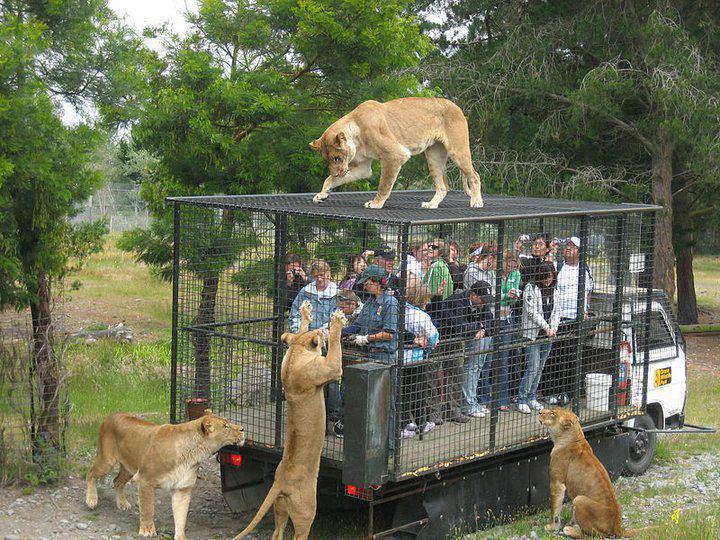 Je ne suis pas un HQI, je suis un homme libre - Page 18 Tiger%20cage