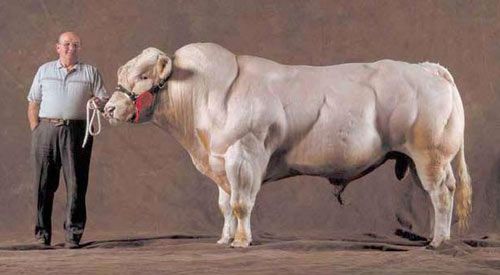 El Secreto de los Animales Culturistas Belgian-blue-cow