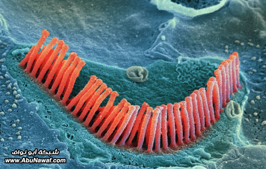 موسوعة المعلومات  - صفحة 2 Hairy-Hearing