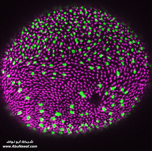 بدائع الصور العلمية لعام 2009 Zebrafish-Retina