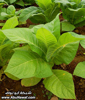  أحذروا التدخين  الموت البطئ Tobacco