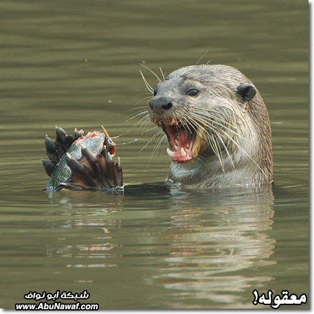 معقوله ..................هههههههههههههه 2 WFkwpcvHzhGzbfzx