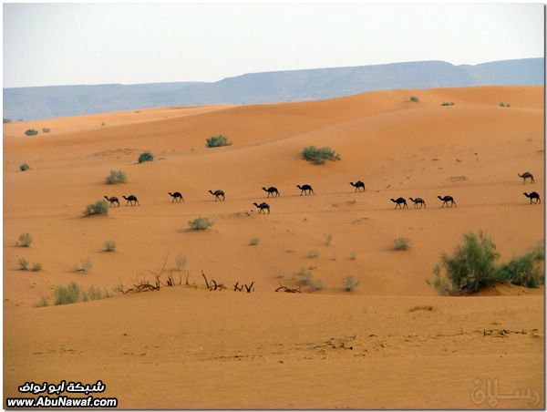 صور: رحله إلى النفود الكبير ( العليم، الأبرق، الطويل، الشقيق، راف، الحصان) Mk10587_al6aweel-2014