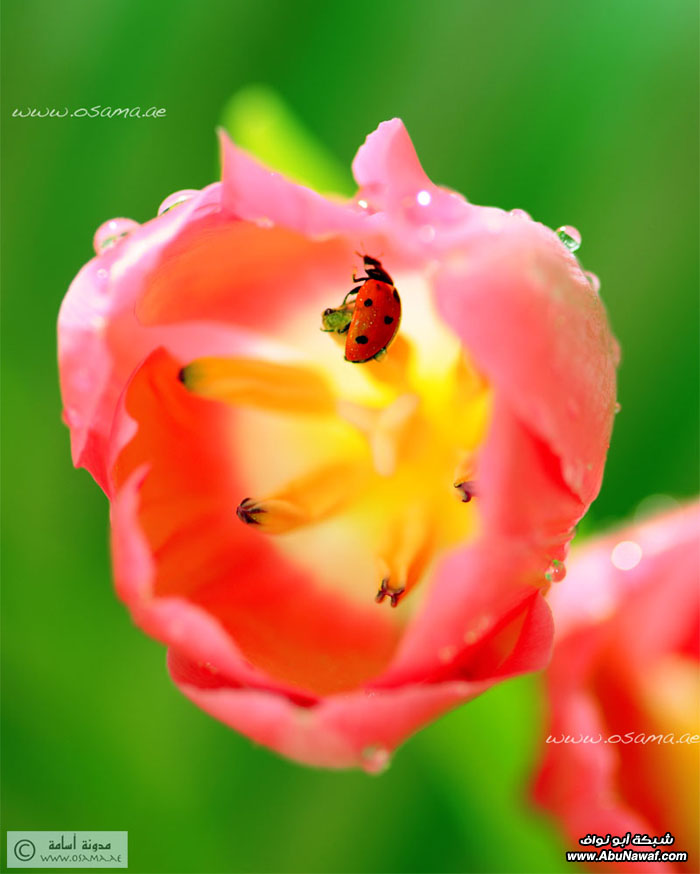 الأخطاء الشآئعهـ عند التصوير‏ ؛؛ Lady-bug