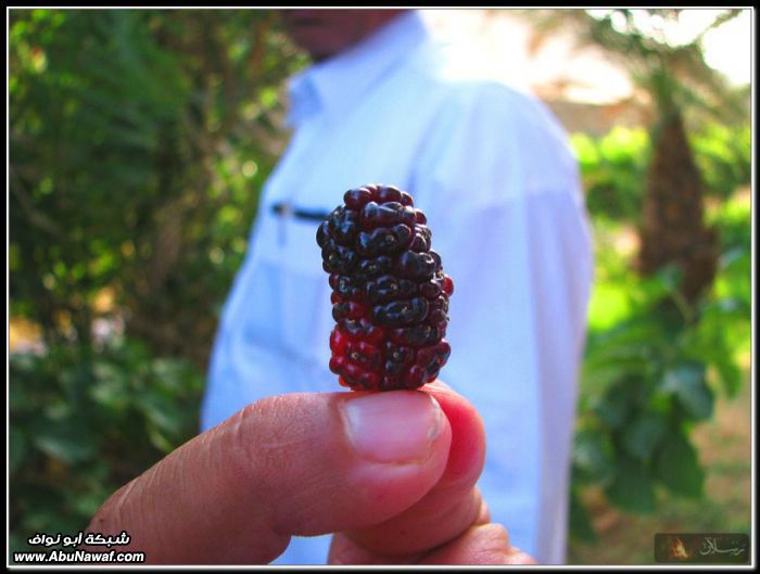 صور : روض الجوف ( قاع مويسن ) والقلتة بعد الأمطار  11242851289