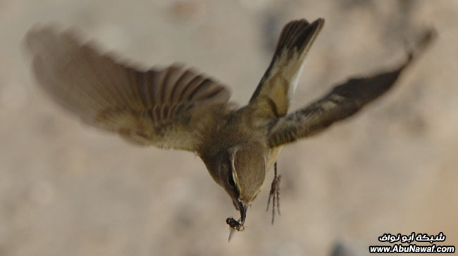 تصوير الطيور DSC_0440o