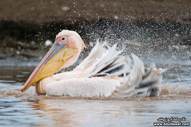 تصوير الطيور Birdss