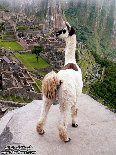 الانكـــــــــــــــــــا .. Llama_peru_machu_picchu