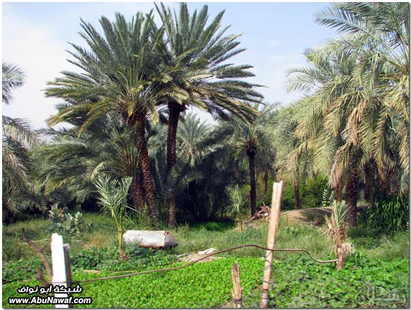 صور: رحلة عبر الكامل وخليص ( شمنصير، المرواني، عين ضرعاء وأعمدة البازلت، غار زبيدة)‎  Mk10587img6114