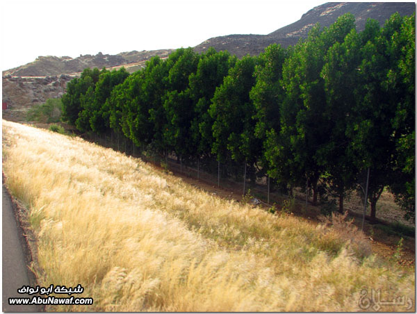 صور: رحلة عبر الكامل وخليص ‎( شمنصير، المرواني، عين ضرعاء وأعمدة البازلت، غار زبيدة)‎ Mk10587img6134